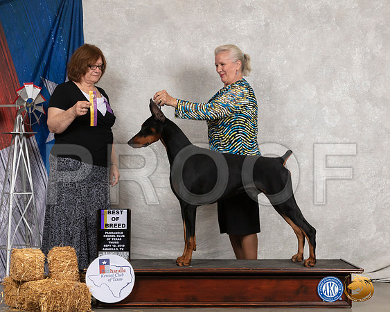 Doberman Pinscher #5 Thurs BOB Judge Elizabeth Muthard__SR_8168_Amrilo2019-HR3