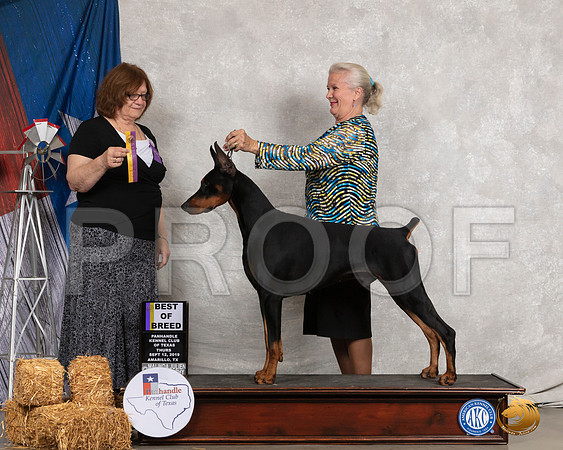 Doberman Pinscher #5 Thurs BOB Judge Elizabeth Muthard__SR_8170_Amrilo2019-HR3