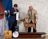 German Pinscher #? Thur G4 Judge Charles Olvis