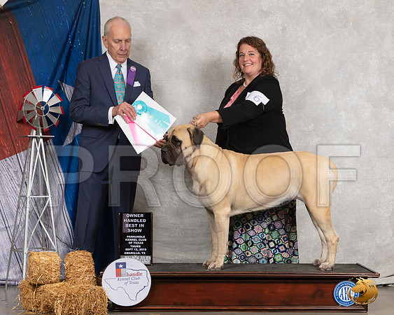 Mastiff #6 Thurs OHBIS Judge Robert Hutton__SR_8185_Amrilo2019-HR3