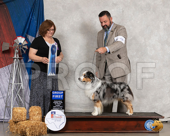 Miniature American Shepherd #9 Thurs G1 Judge Elizabeth Muthard__SR_8120_Amrilo2019-HR3