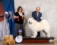 Samoyed #5 Thurs BOB Judge Elizabeth Muthard