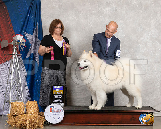 Samoyed #5 Thurs BOB Judge Elizabeth Muthard__SR_8093_Amrilo2019-HR3