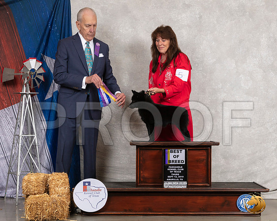 Schipperkee #5 Thurs BOB Judge Robert Hutton__SR_8063_Amrilo2019-HR3