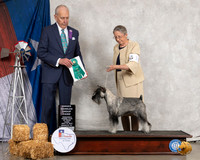 Schnauzer Std #10 Thurs OHG3 Judge Robert Hutton