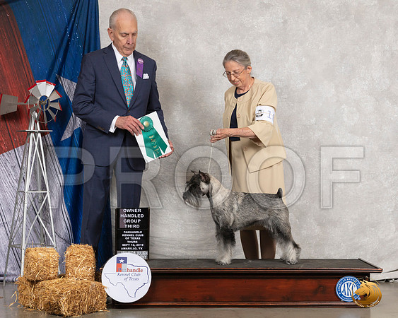 Schnauzer Std #10 Thurs OHG3 Judge Robert Hutton__SR_8103_Amrilo2019-HR3
