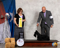Scottish Terrier #8 Thurs G3 Judge Elizabeth Muthard