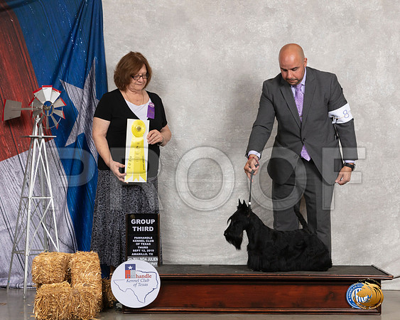 Scottish Terrier #8 Thurs G3 Judge Elizabeth Muthard__SR_8089_Amrilo2019-HR3