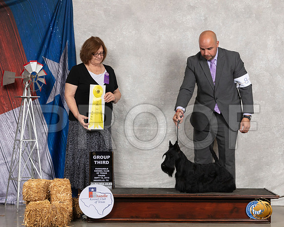 Scottish Terrier #8 Thurs G3 Judge Elizabeth Muthard__SR_8090_Amrilo2019-HR3