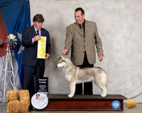 Siberian Husky #6 Thurs G3 Judge Charles Olvis