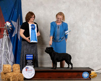 Staffordshire Bull Terrier #5 Thurs G1 Judge Elizabeth Muthard