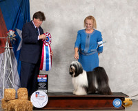 Tibetan Terrier #5 Thurs BIS Judge Charles Olvis