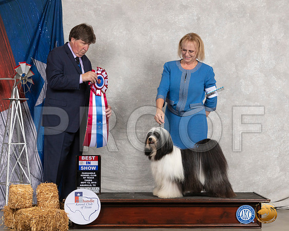 Tibetan Terrier #5 Thurs BIS Judge Charles Olvis__SR_8152_Amrilo2019-HR3