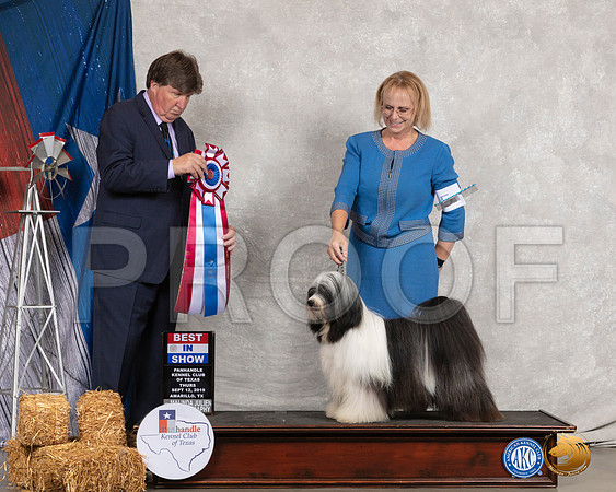 Tibetan Terrier #5 Thurs BIS Judge Charles Olvis__SR_8153_Amrilo2019-HR3