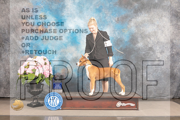 American Staffordshire Terrier #8 Sat BOW Judge Linda Hurlebaus_MJ_7174_Houston_2022_HR3
