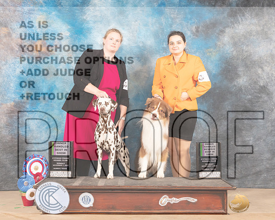 Dalmatian #8 OHBIS Sun Australian Shepherd #9 OHRBIS_MMJ_4340-CCKC2021-HR3