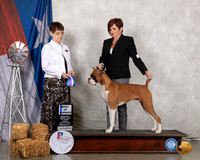 Boxer #21 Fri BOW Judge Donna Buxton