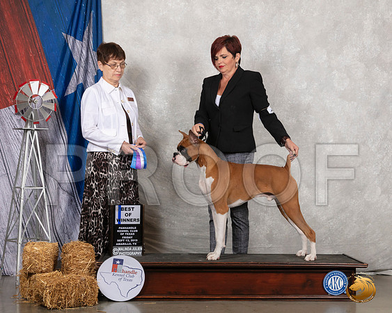 Boxer #21 Fri BOW Judge Donna Buxton__SR_8206_Amrilo2019-HR3
