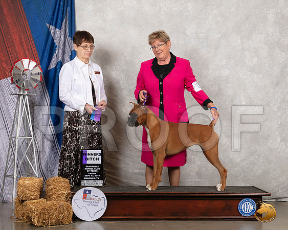 Boxer #18 Fri WB Judge Donna Buxton__SR_8211_Amrilo2019-HR3