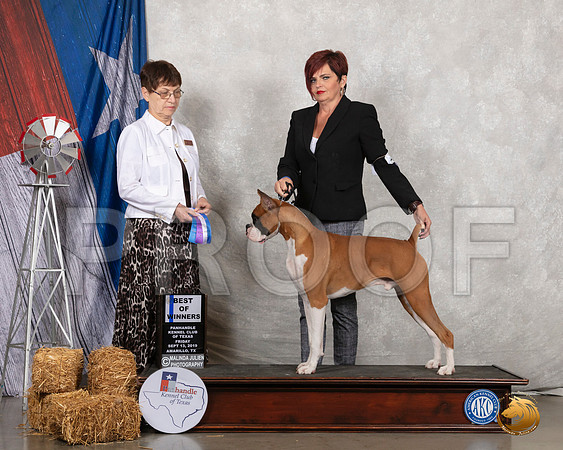Boxer #21 Fri BOW Judge Donna Buxton__SR_8207_Amrilo2019-HR3