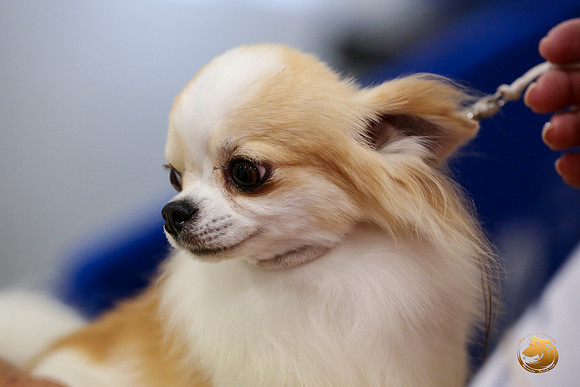 Chihuahua Long Coat #5 Linda Vandivier Fri_0O0A0037_Amrilo2019-HR3