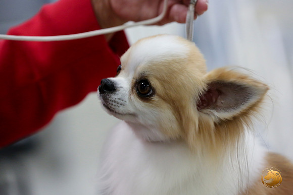 Chihuahua Long Coat #5 Linda Vandivier Fri_0O0A0047_Amrilo2019-HR3