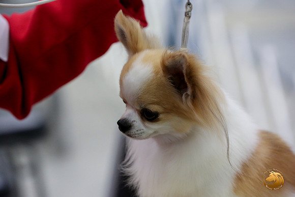 Chihuahua Long Coat #5 Linda Vandivier Fri_0O0A0049_Amrilo2019-HR3