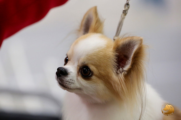 Chihuahua Long Coat #5 Linda Vandivier Fri_0O0A0050_Amrilo2019-HR3