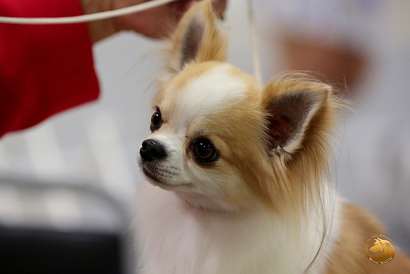 Chihuahua Long Coat #5 Linda Vandivier Fri_0O0A0052_Amrilo2019-HR3