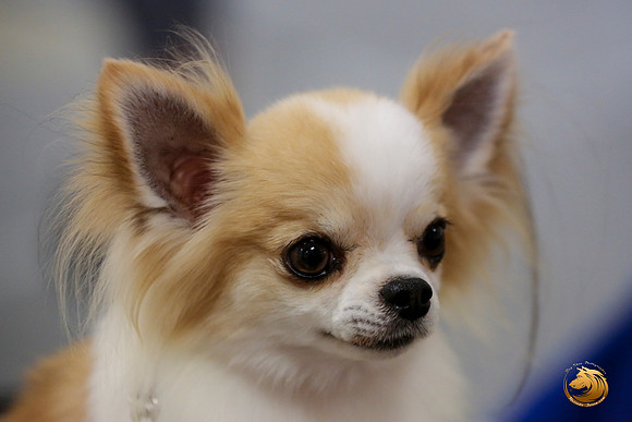Chihuahua Long Coat #5 Linda Vandivier Fri_0O0A0055_Amrilo2019-HR3
