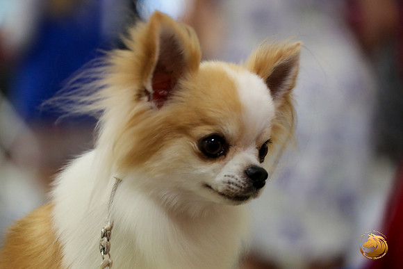 Chihuahua Long Coat #5 Linda Vandivier Fri_0O0A0058_Amrilo2019-HR3