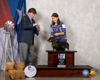 Dachshund Wire #5 Fri BOB NCh Judge Charles Olvis