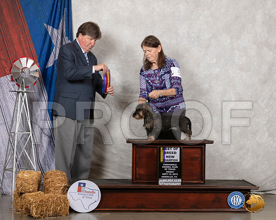 Dachshund Wire #5 Fri BOB NCh Judge Charles Olvis__SR_8200_Amrilo2019-HR3