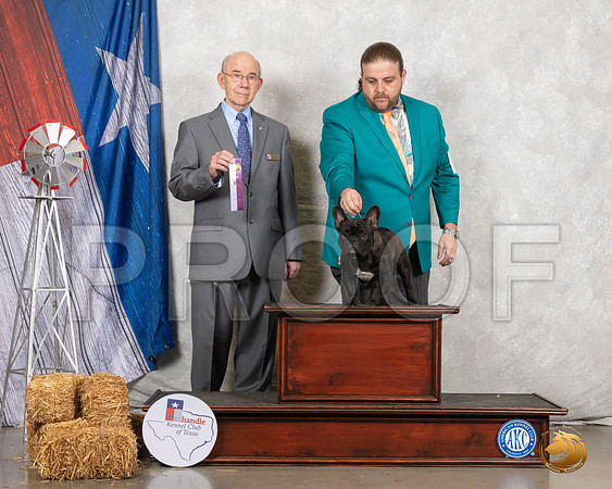 French Bulldog #23 Fri RWD Judge Kenneth Buxton__SR_8230_Amrilo2019-HR3