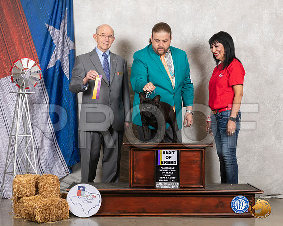French Bulldog #7 Fri BOB Judge Kenneth Buxton__SR_8227_Amrilo2019-HR3