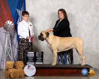 Mastiff #6 Fri OHBOB SB Judge Donna Buxton
