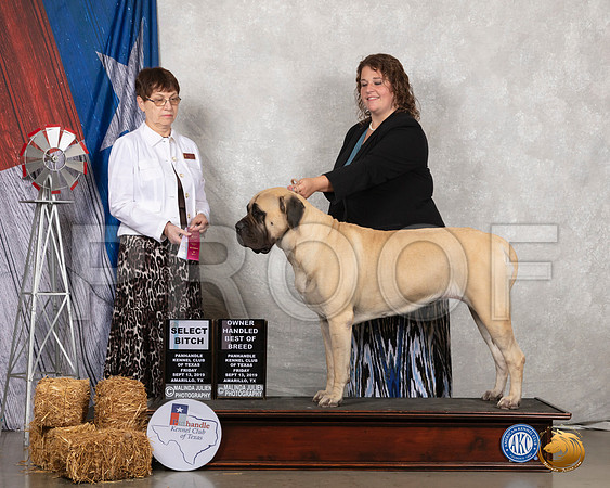Mastiff #6 Fri OHBOB SB Judge Donna Buxton__SR_8202_Amrilo2019-HR3