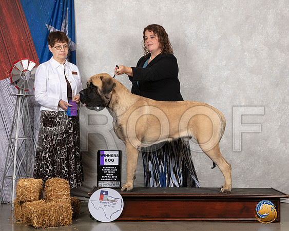 Mastiff #9 Fri WD Judge Donna Buxton__SR_8213_Amrilo2019-HR3
