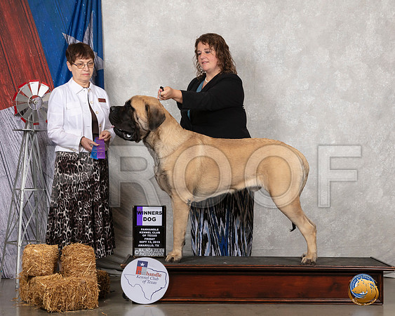 Mastiff #9 Fri WD Judge Donna Buxton__SR_8214_Amrilo2019-HR3