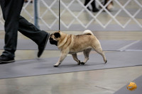 Pug Whiskey Fri