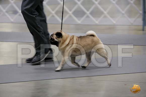 Pug Whiskey Fri_0O0A0013_Amrilo2019-HR3