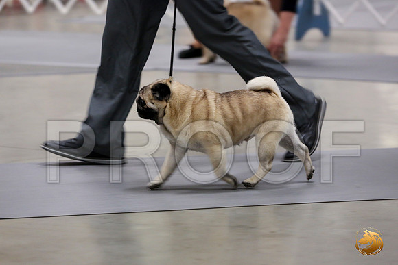 Pug Whiskey Fri_0O0A0018_Amrilo2019-HR3