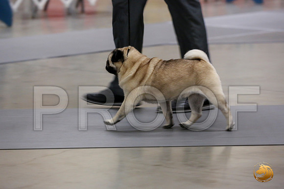 Pug Whiskey Fri_0O0A0022_Amrilo2019-HR3