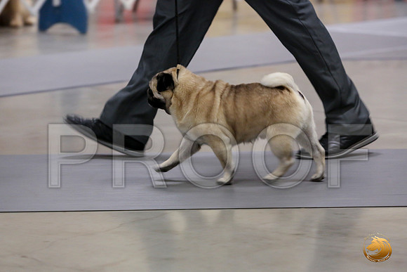 Pug Whiskey Fri_0O0A0023_Amrilo2019-HR3