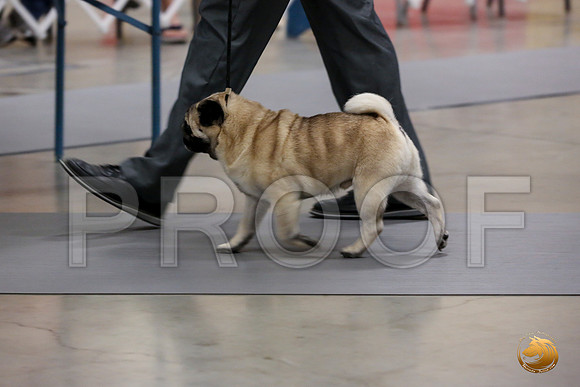 Pug Whiskey Fri_0O0A0024_Amrilo2019-HR3
