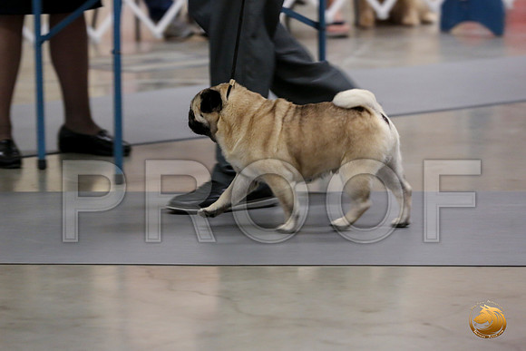 Pug Whiskey Fri_0O0A0026_Amrilo2019-HR3