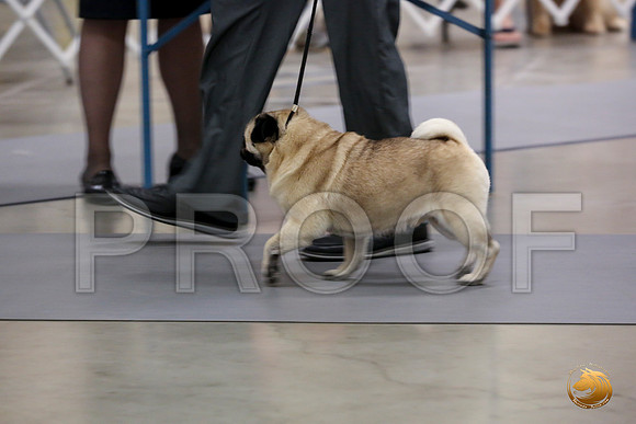 Pug Whiskey Fri_0O0A0027_Amrilo2019-HR3