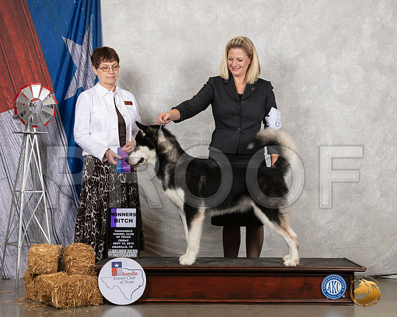 Alaskan Malamute #8 Fri WB Judge Donna Buxton__SR_8266_Amrilo2019-HR3