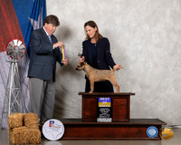 Border Terrier #6 Fri BOB Judge Charles Olvis