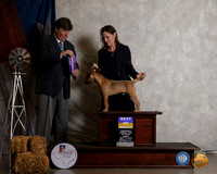 Border Terrier #7 Fri BOS OHBOB Judge Charles Olvis